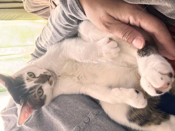 迷子猫の画像