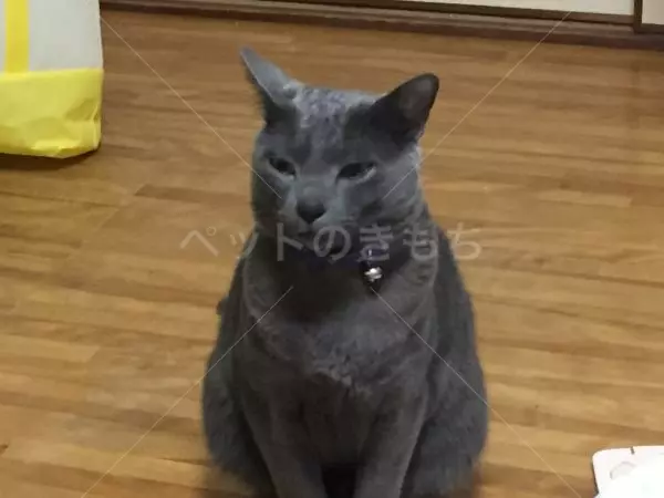 迷子猫の画像