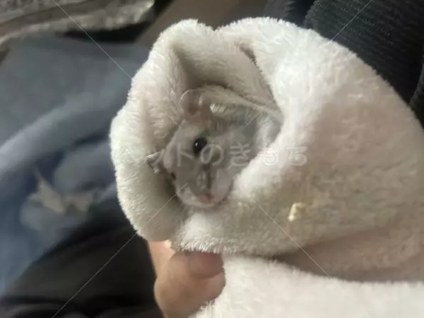 迷子ペットの画像