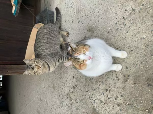 迷子猫の画像