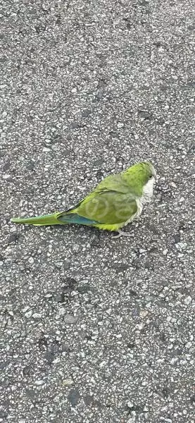 コメントの画像