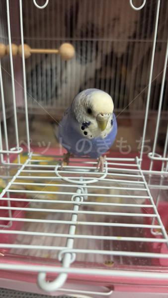 迷子鳥の画像