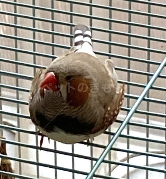 迷子鳥の画像