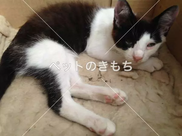 迷子猫の画像