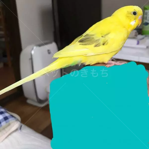 迷子鳥の画像