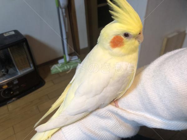 迷子鳥の画像