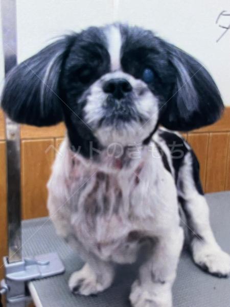 迷子犬の画像