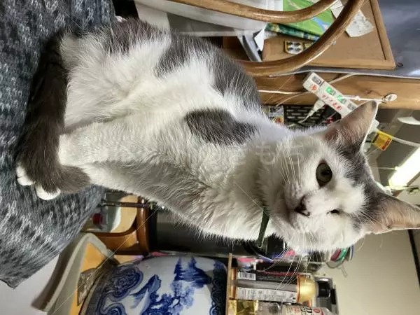 迷子猫の画像