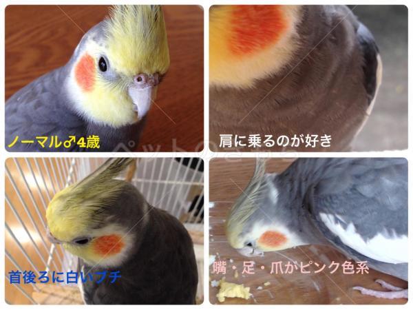 迷子鳥の画像