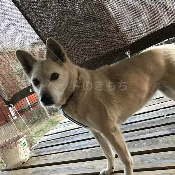 迷子犬の画像