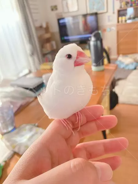 迷子鳥の画像