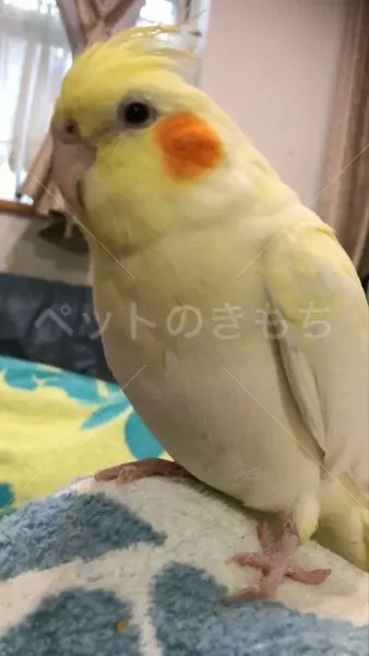 迷子鳥の画像