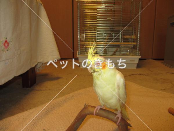 迷子鳥の画像