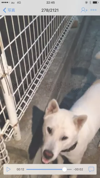 迷子犬の画像