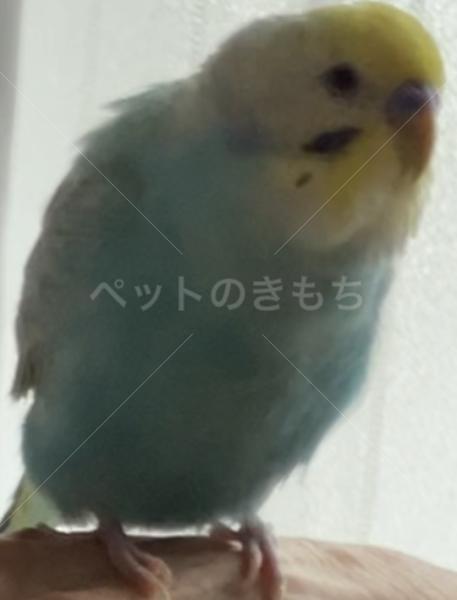 迷子鳥の画像