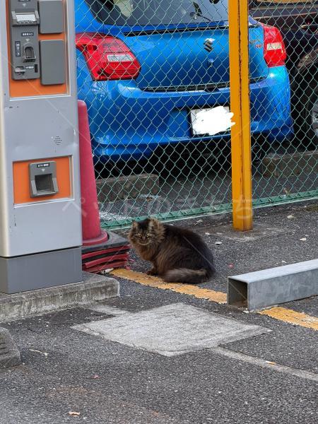 コメントの画像