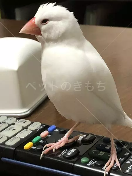 迷子鳥の画像