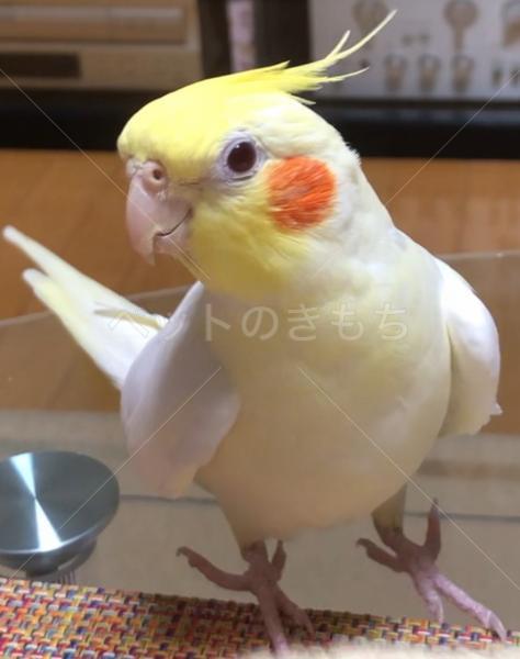 迷子鳥の画像