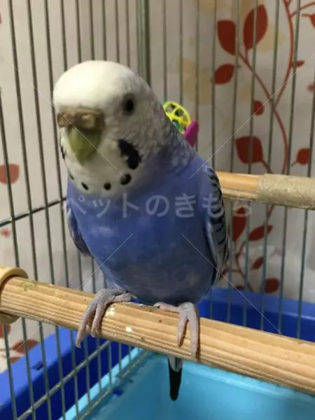 迷子鳥の画像
