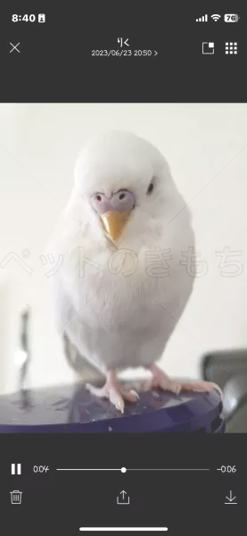 迷子鳥の画像
