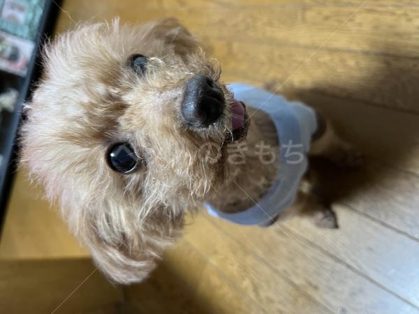 迷子犬の画像