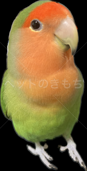 迷子鳥の画像