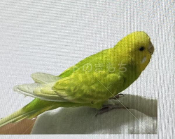 迷子鳥の画像