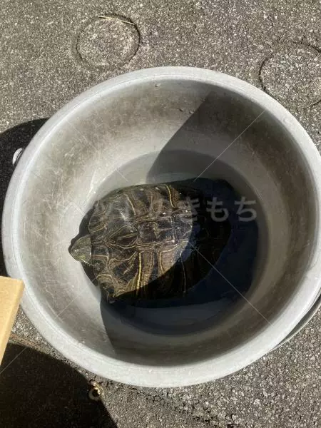 保護ペットの画像