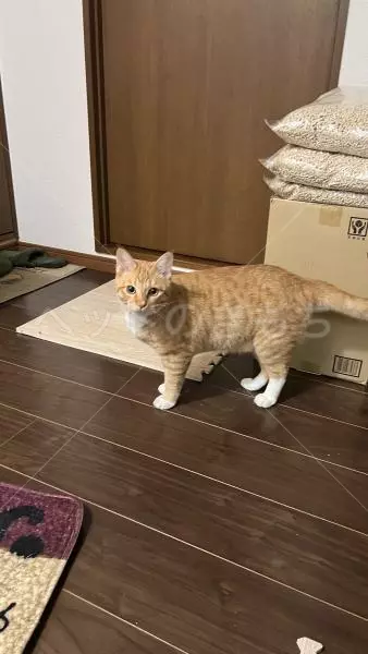 迷子猫の画像