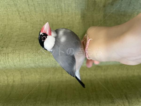 迷子鳥の画像