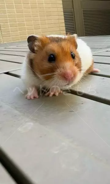 迷子ペットの画像