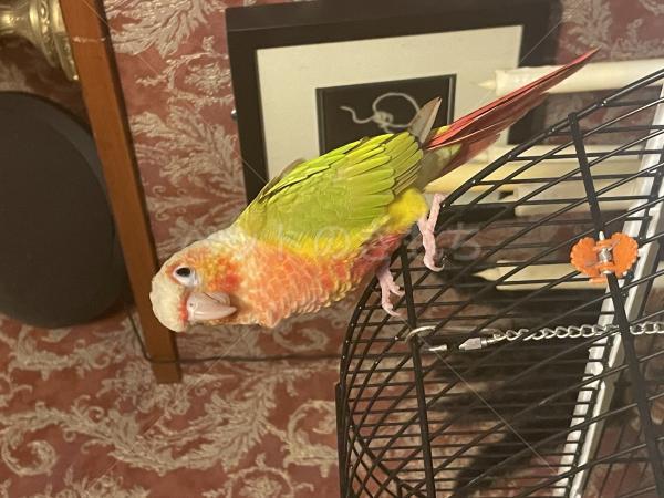 迷子鳥の画像