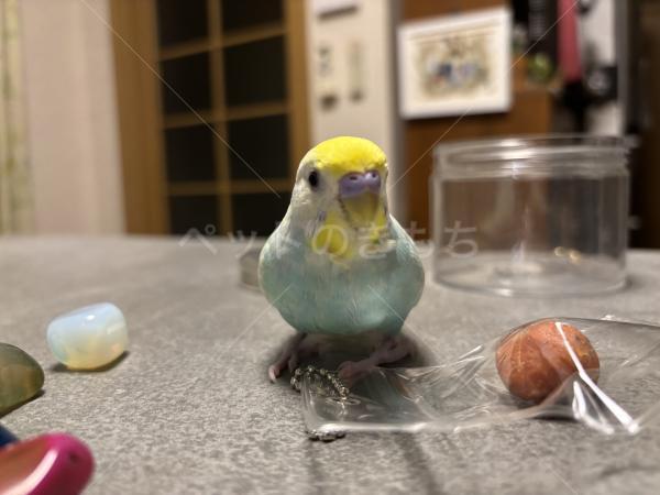 迷子鳥の画像