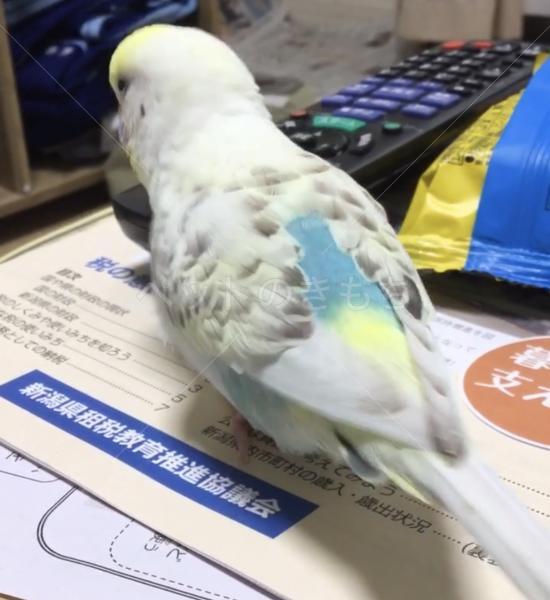迷子鳥の画像