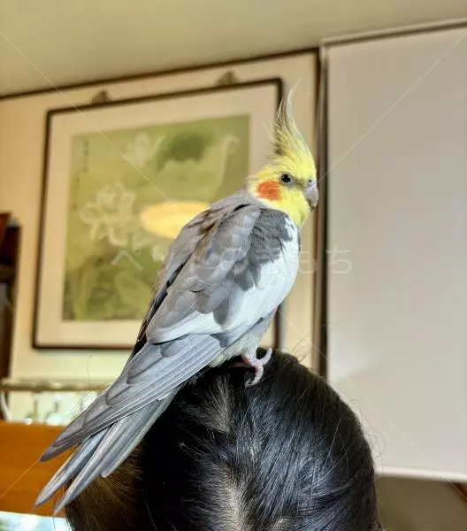 迷子鳥の画像