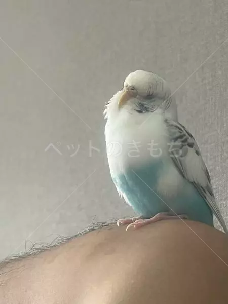 迷子鳥の画像