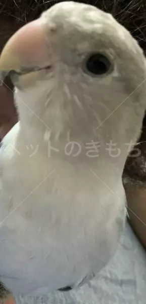 迷子鳥の画像