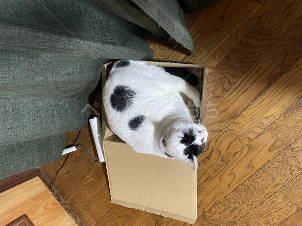 迷子猫の画像