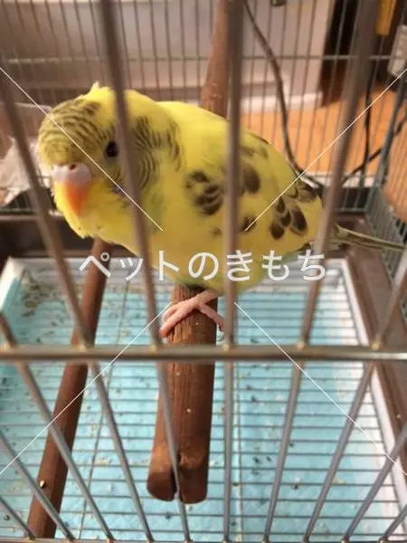 迷子鳥の画像