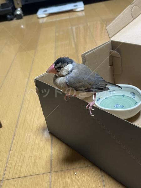 保護鳥の画像