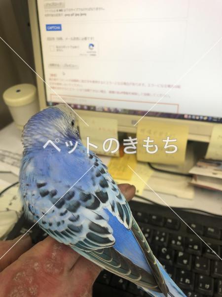 コメント投稿の画像