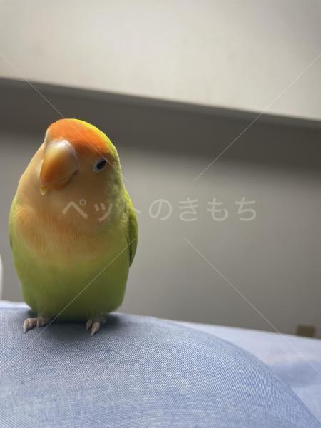 迷子鳥の画像