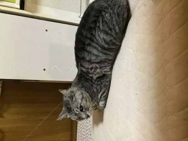 コメントの画像