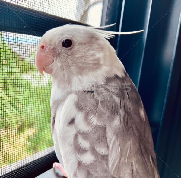 迷子鳥の画像