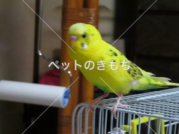 迷子鳥の画像