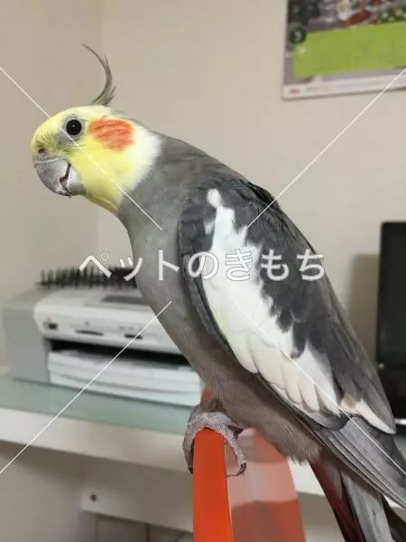 迷子鳥の画像