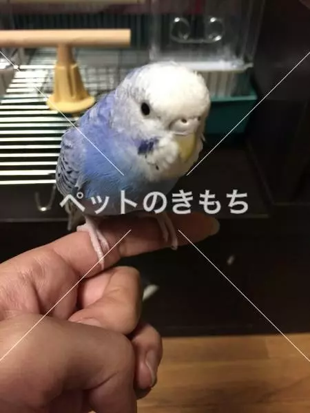 迷子鳥の画像