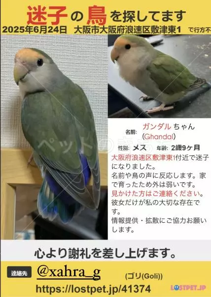 迷子鳥の画像