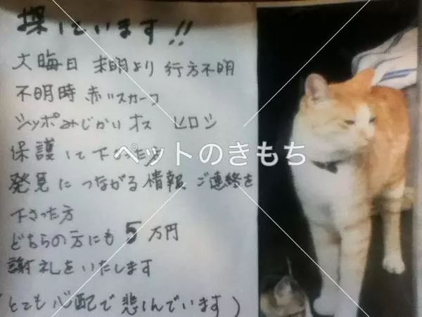 迷子猫の画像