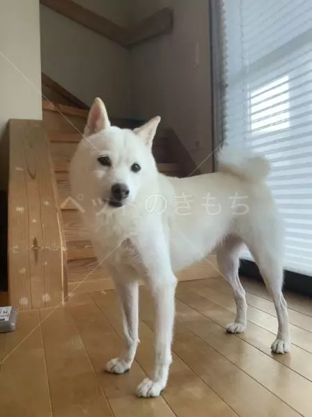 迷子犬の画像